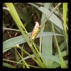 A friendly grasshopper.